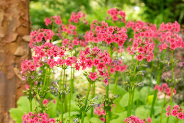  Mealy primrose or Primula Pulverulenta plant in Saint Gallen in Switzerland