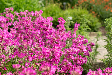 Poster - Sticky catchfly or Silene Viscaria plant in Saint Gallen in Switzerland