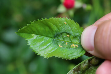 Wall Mural - Rose midge (Dasineura rosae synonym Wachtliella rosarum). Larvae feeding in a folded leaf.