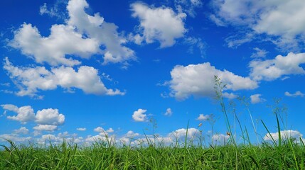 Wall Mural -   A field of green grass under a blue sky with white clouds on a sunny day