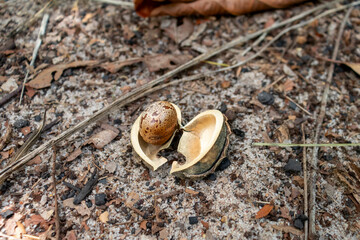 Rubber tree (Hevea spp.) seed still encased in its broken shell lying on the ground and awaiting contact with the soil to start the germination process