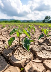 Poster - Young plant growing amidst cracked soil, symbolising resilience and hope in harsh conditions. Ideal for themes of growth and sustainability.