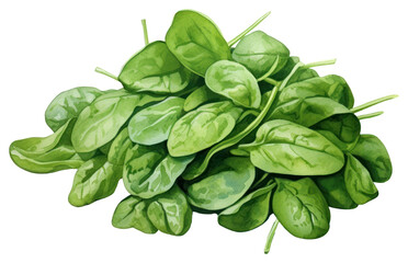 Poster - PNG Spinach vegetable plant green. 