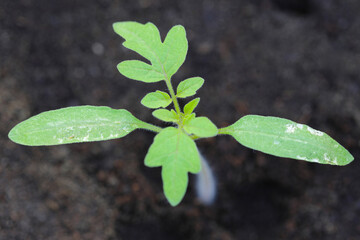 Poster - Young tomato plants damaged by thrips pests.