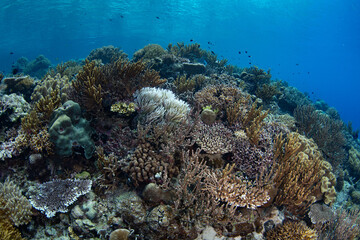 Wall Mural - Healthy corals cover a reef slope on a remote island in the Forgotten Islands of Indonesia. This beautiful region harbors extraordinary marine biodiversity.
