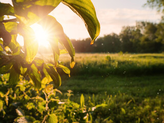 Wall Mural - A field of grass with a tree in the background. The sun is rising and the sky is cloudy. Stunning sunrise nature scene with warm light and calm relaxing mood. Sun flare and glow. Nobody.