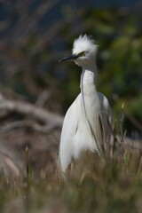 Poster - egret is in a field