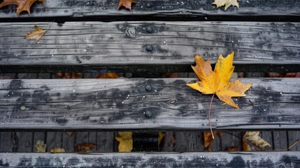 Wall Mural - Autumn Scene Yellow Leaf Resting on Weathered Park Bench