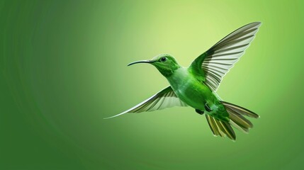 Wall Mural - Green bird flying on solid green background. isolated on a solid green background. Illustrations