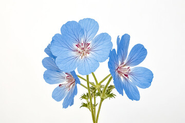 Canvas Print - Delicate Blue Flower with White Background