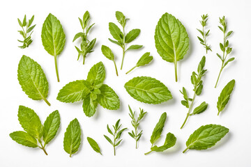 Wall Mural - Fresh Green Mint and Herbs on White Background