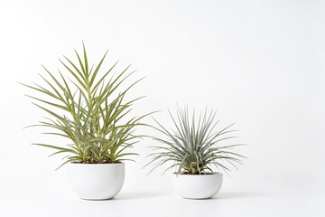 Sticker - Two potted plants on white background