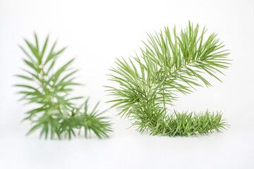 Poster - Green Leaves on White Background