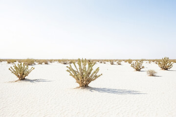 Wall Mural - Minimalist desert landscape with Joshua Trees