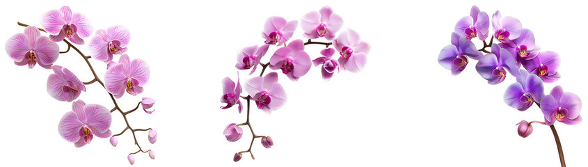 set of orchid flower isolated on transparent background, png orchid flower cutout