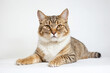© Rysak - Tabby cat lying on white background