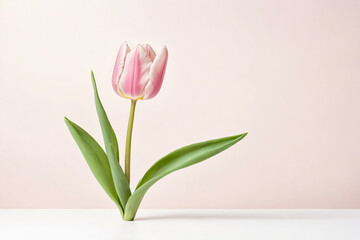 Wall Mural - Single Pink Tulip on White and Pink Background