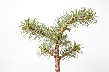 Wall Mural - Close-up of Pine Branch on White Background