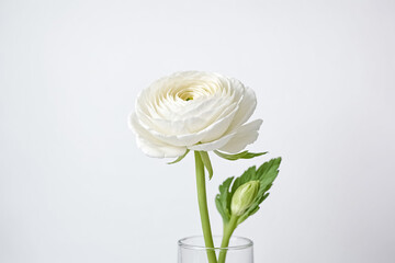 Sticker - Single White Ranunculus Flower in Vase