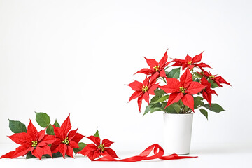 Canvas Print - Poinsettia with Red Ribbon on White Background