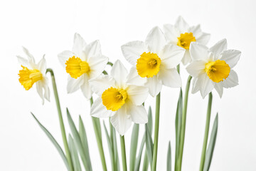 Canvas Print - White Daffodils with Yellow Centers on a White Background