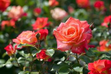 Canvas Print - Roses in Full Bloom