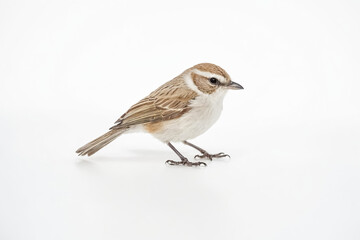 Wall Mural - Small Brown Bird on White Background