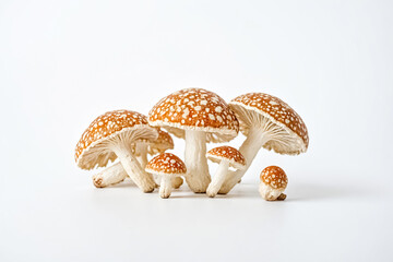 Wall Mural - Group of mushrooms on white background