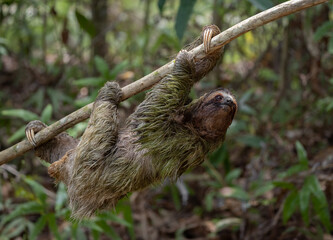 Canvas Print - Three-toed sloth in the rainforest of Costa Rica