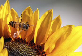 Bee on a sunflower in spring garden