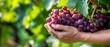 © STOCKYE STUDIO - hands hold fresh and ripe grapes against the background of the garden