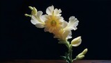 Snapdragon flower on a dark wooden surface against a black background