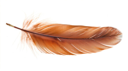 brown feather isolated on a white background