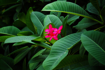 Poster - Red frangipani flowers with bright green leaves