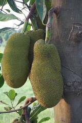 Closeup shot of hanging jackfruit, A bunch of jackfruit hanging on a tree, Organic jackfruit farming on a rural farm