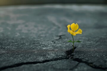 Canvas Print - a yellow flower growing out of a crack in the pavement