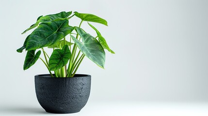 A decorative alocasia plant in a sleek black pot, modern style, isolated on white background