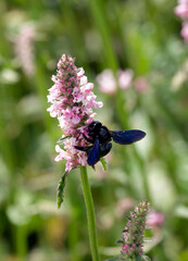 Canvas Print - Große blaue Zimmermannsbiene (Xylocopa violacea), angezogen vom Nektar einer Betony-Blume (Betonica officinalis)