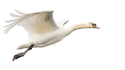 Aerial View of a Swan Isolated on White Background, Detailed, PNG