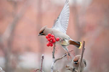 Wall Mural - waxwing winter passerine bird feeding on berries