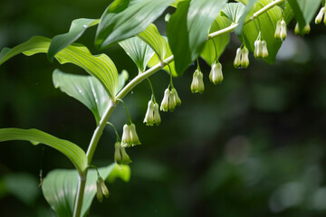 Wall Mural - Blooming Polygonatum on a dark background