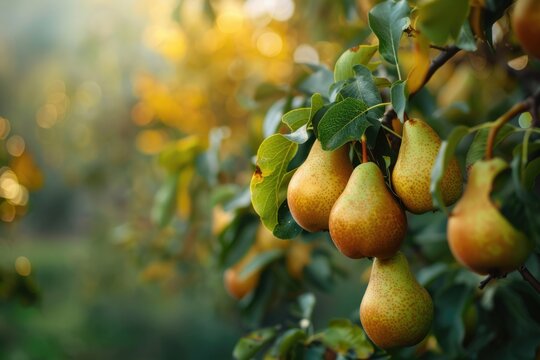 Pear Harvest. Abundant Agriculture: Closeup of Delicious Pears on Branch in Fruit Garden