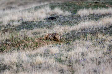 Wall Mural - red marmot close-up in natural environment on a summer day in Altai