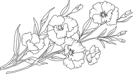 Sticker - Carnation flowers line art illustration