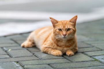 Wall Mural - Cat resting on the ground