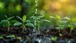 © piumi - Hand nurturing and watering young baby plants growing in germination sequence on fertile soil at sunset background