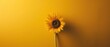 © narak0rn - Vibrant sunflower against a bright yellow background, showcasing the natural beauty and simplicity of a single floral subject in a minimalist composition.
