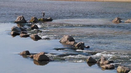 Poster - 岩が並べられた大和川の自然浄化施設とアオサギ