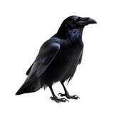 Black raven PNG. Raven bird PNG. Black crow isolated