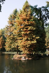 Wall Mural - Yellow pine trees by the lake in late autumn